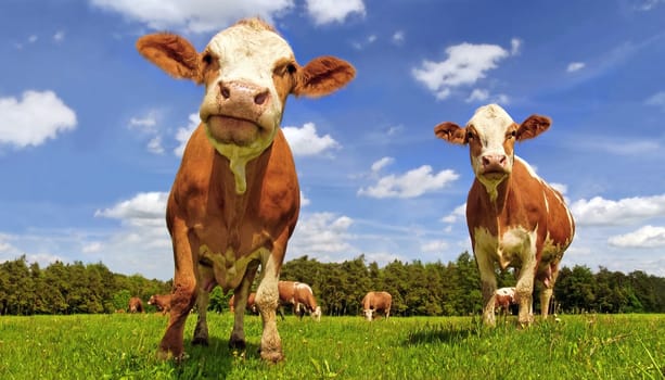 Simmental cows in the meadow