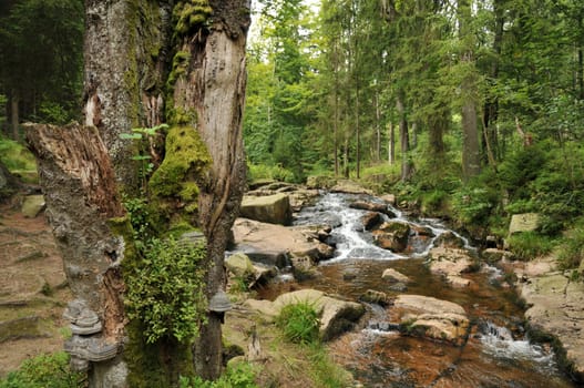 Tree trunk with tinder fungus at a stream in the Harz Mountains