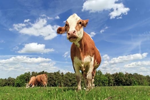 Simmental cows in the meadow