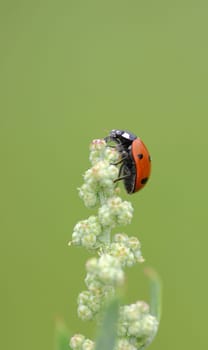 Ladybird