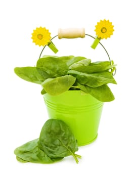 Healthy cooking - fresh spinach leaves in garden green bucket. Isolated over white background.