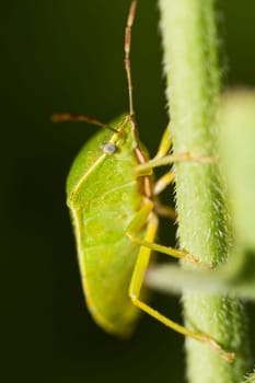 Close up view of a Southern Green Stinkbug (Nezara viridula).