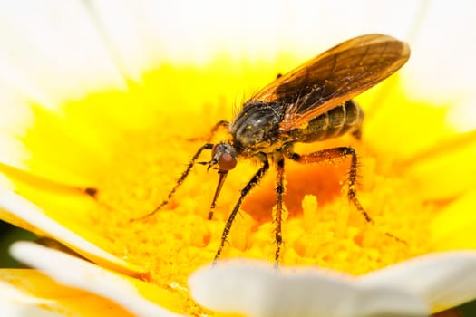 Close up view of the Balloon Fly (Empis tessellata) insect.