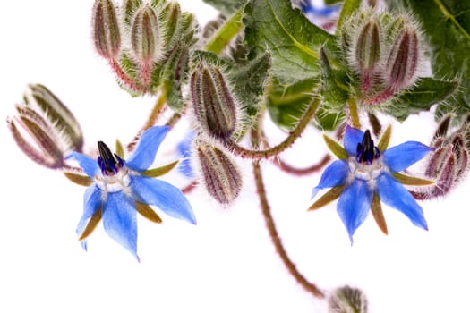 Close up view of the Borage Flower (Borago Officinalis) isolated on a white background.