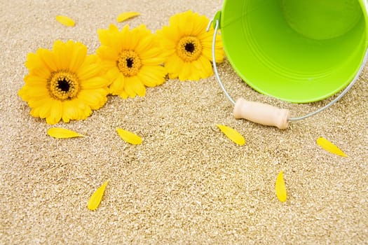 Golden sands, beautiful gerbera flowers and green bucket for summer holidays.