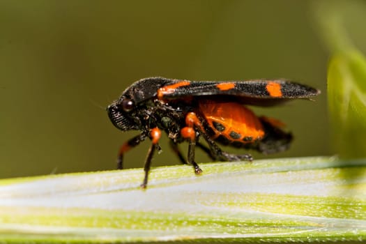 Close up view of a Cosmoscarta thalia bug.