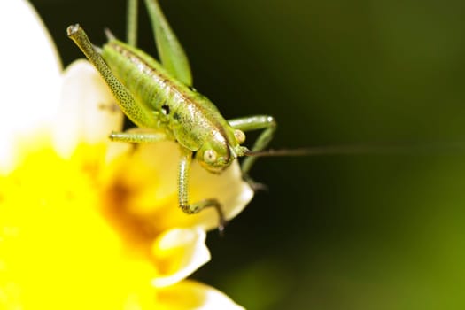 Close up view of a Katydid (Odontura glabricauda), male nymph.