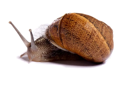 Close up view of a snail walking around on a white background.