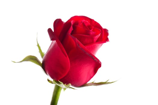 Close up view of a red rose flower isolated on a white background.
