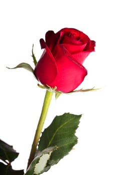 Close up view of a red rose flower isolated on a white background.