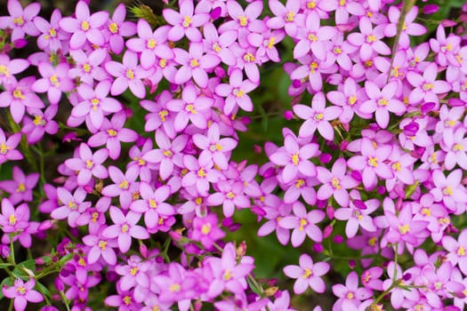 Close up view of the beautiful wild flower Centaurium erythraea.