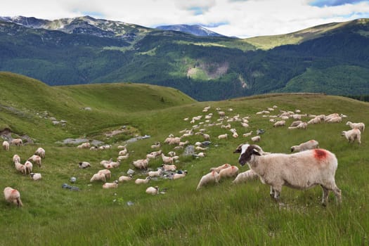 a flock of sheep in a mountain valley