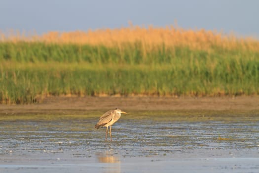 Grey Heron (Ardea cinerea) in Danube Delta, Romania
