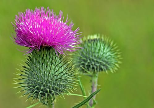 Cirsium arvense