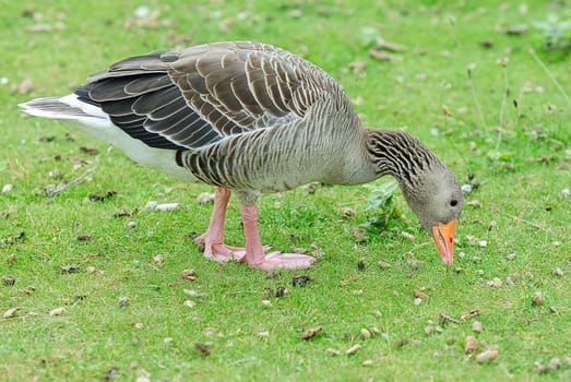 greylag goose