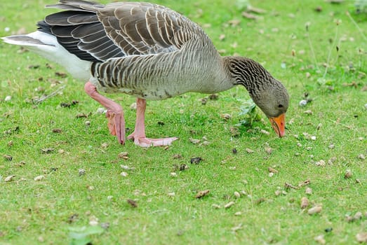 greylag goose