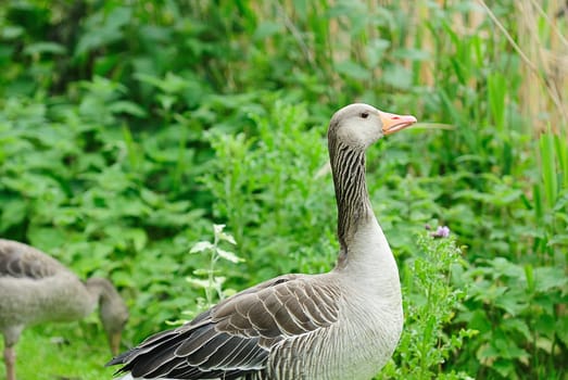 greylag goose