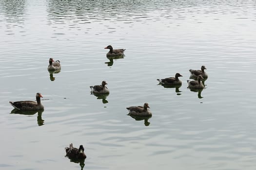 greylag goose