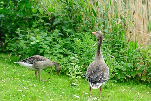 greylag goose