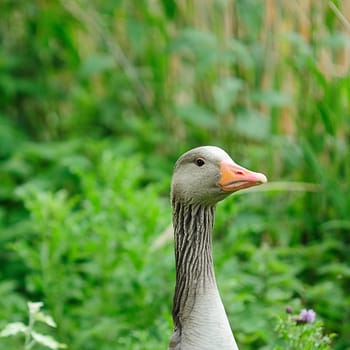 greylag goose