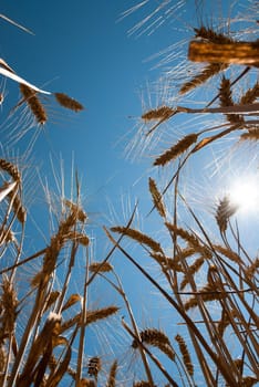 ears of corn with blue sky and sun