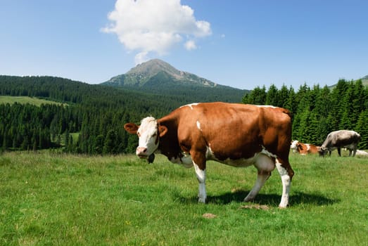 Cow with the background of mountains and clouds in the sky Italy, Trentino Alto Adige