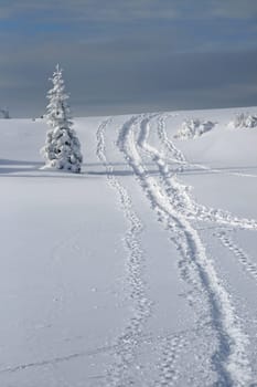 winter or winter snow or winter ice or winter deep snow