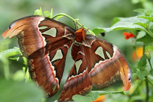 Atlas butterfly
