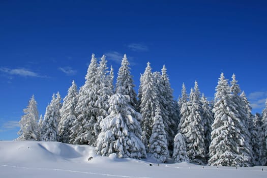winter or winter snow or winter ice or winter deep snow