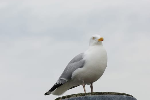 seagulls
