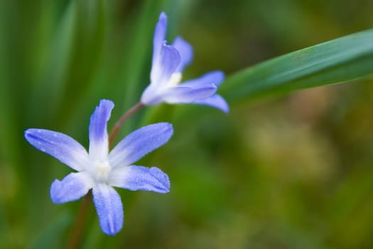 Blue stars