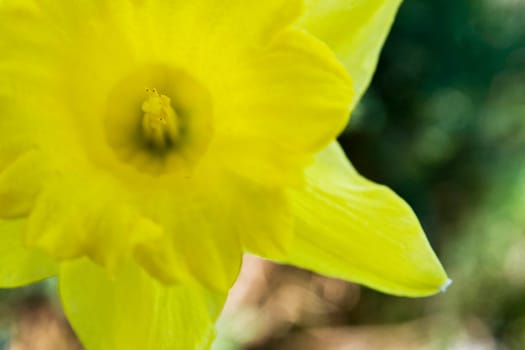Narcissus