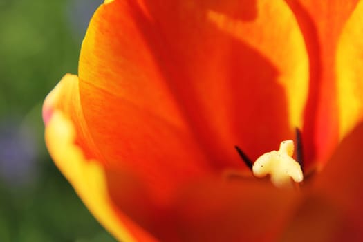 Tulip