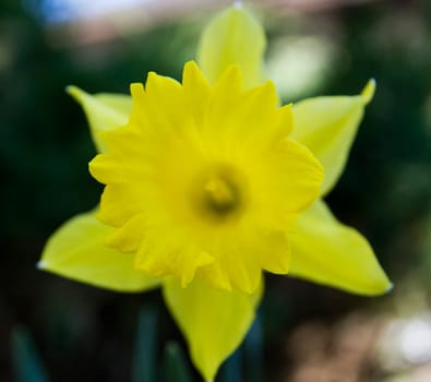 Narcissus