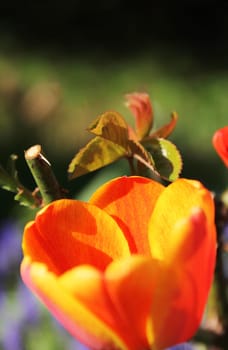 Tulip