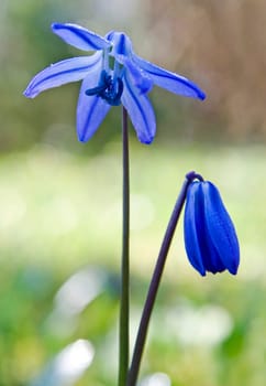 Blue stars