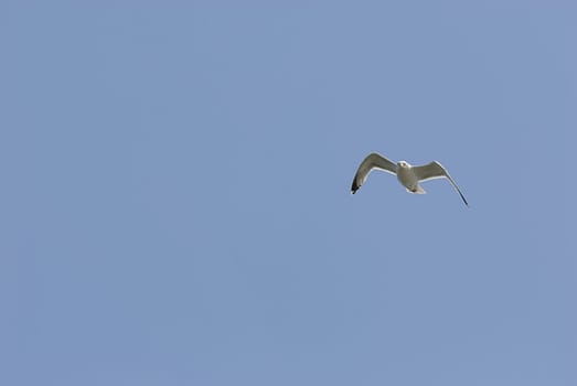 seagulls