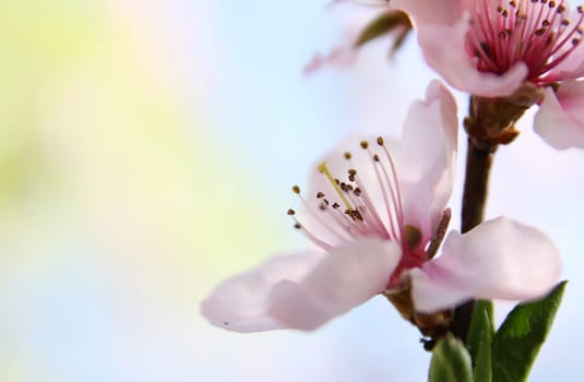 Peach Tree Blossom