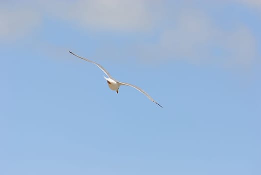 seagulls