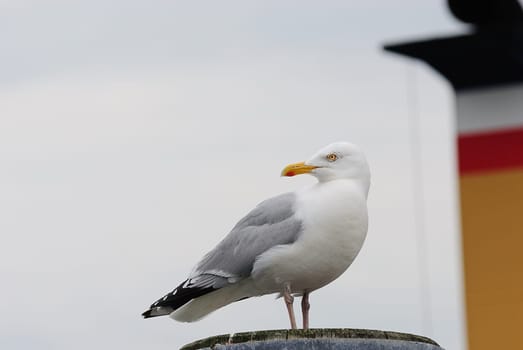 seagulls
