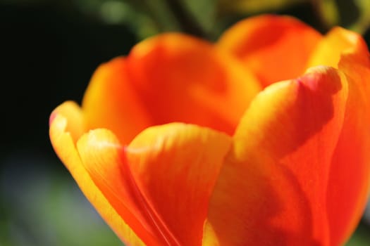 Tulip
