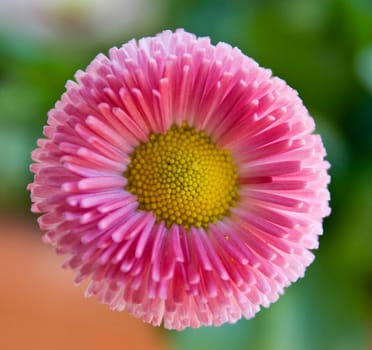 Daisy