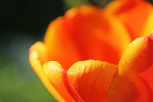 Tulip