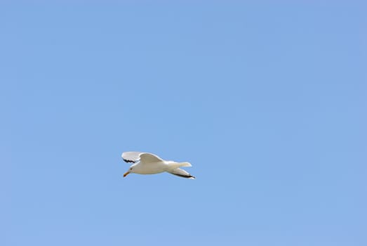 seagulls