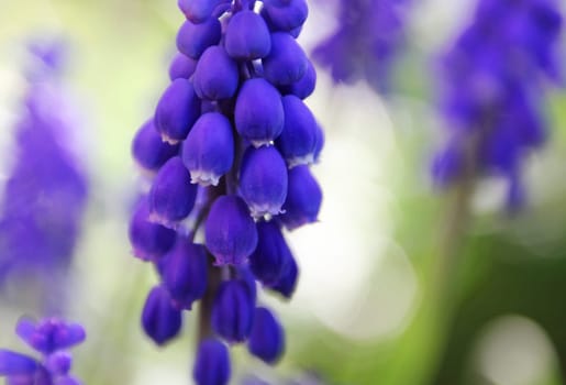 Grape hyacinth