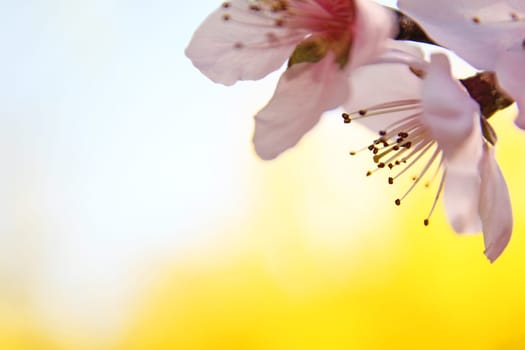 Peach Tree Blossom