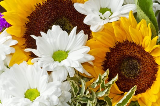 white daisy and yellow sunflower