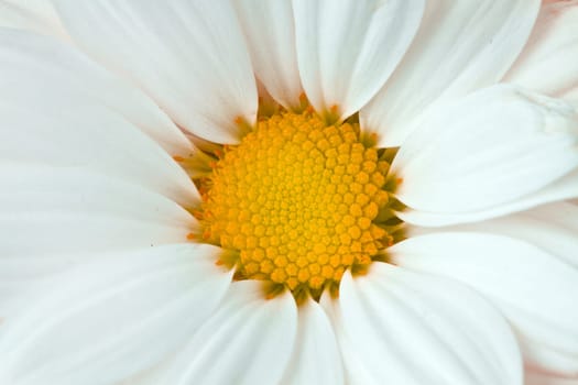 white daisy and yellow sunflower