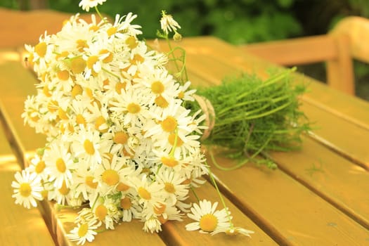 Odorless beach chamomile bundled into a bouquet