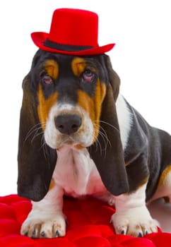 Basset puppy on white background